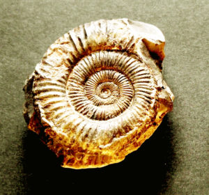 spiral shell